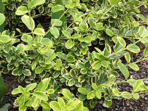 Euonymus fortunei 'Canadale Gold'